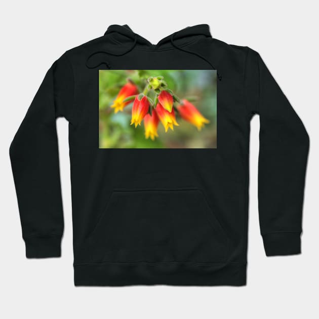 A Blooming Echeveria Hoodie by Michaelm43